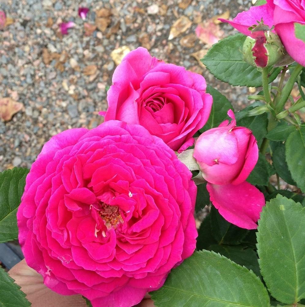 Photo of Rose (Rosa 'Ruby Voodoo') uploaded by Skiekitty