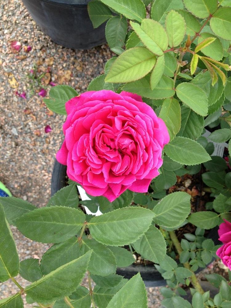 Photo of Rose (Rosa 'Ruby Voodoo') uploaded by Skiekitty