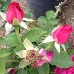 Location: Denver Metro CO
Date: 2013-06-23
Closeup of 2 fresh buds & a spent flower