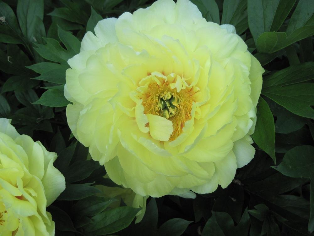 Photo of Intersectional Peony (Paeonia 'Bartzella') uploaded by bearsearch