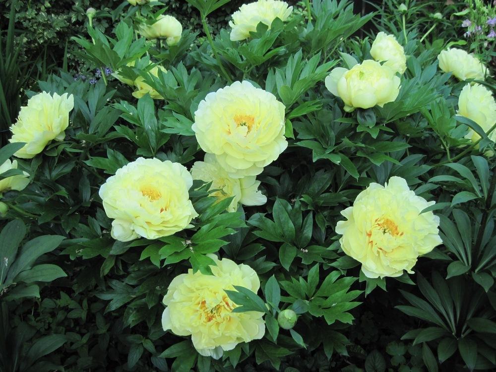Photo of Intersectional Peony (Paeonia 'Bartzella') uploaded by bearsearch