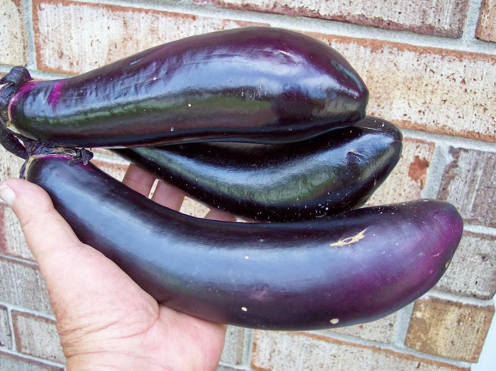Photo of Eggplant (Solanum melongena 'Black Shine') uploaded by farmerdill