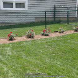 Location: My Cincinnati Ohio garden
Date: 2013-06-22
Recent additions to my yard