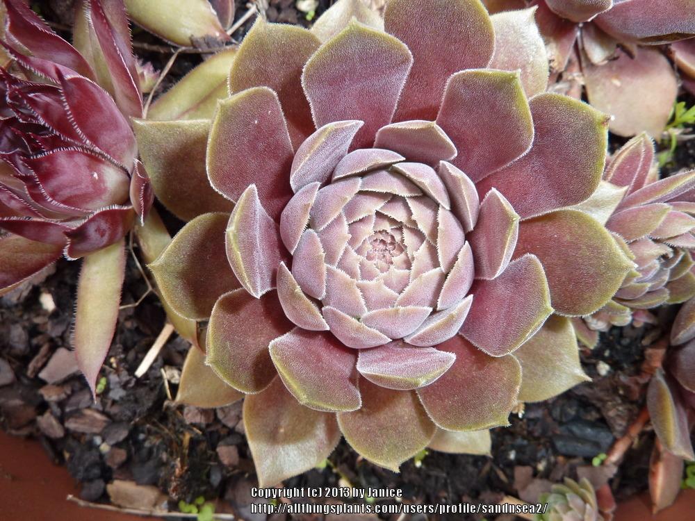 Photo of Hen and Chicks (Sempervivum 'Pacific Magic Night') uploaded by sandnsea2