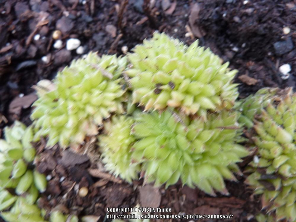 Photo of Hen and Chicks (Sempervivum 'Whirl-i-gig') uploaded by sandnsea2