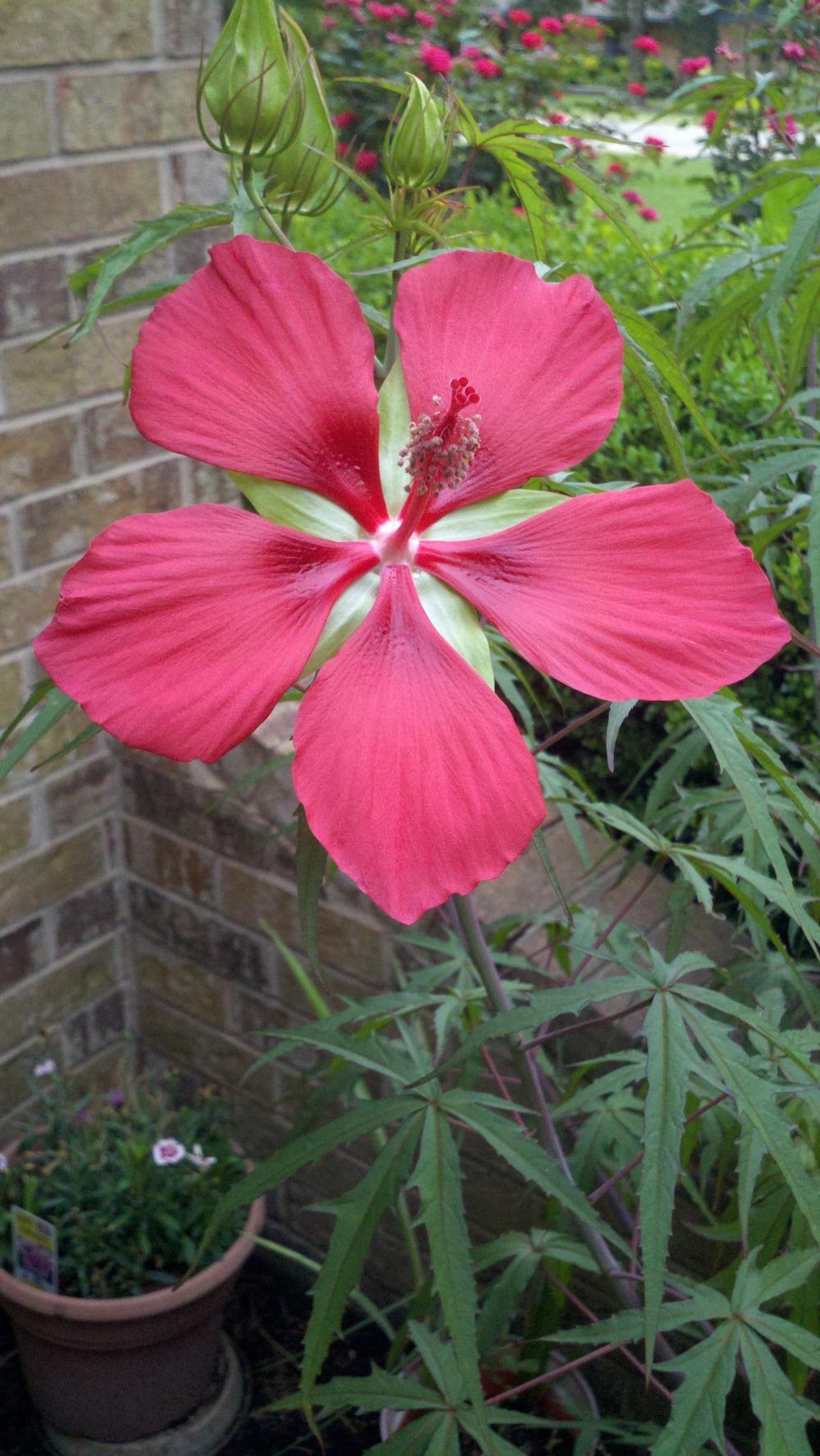 Photo of Texas Star (Hibiscus coccineus) uploaded by sarahbugw
