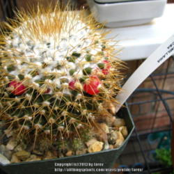 Location: At our garden - San Joaquin County, CA
Date: 2013-06-23
A new cacti in our collection