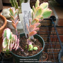 Location: At our garden - San Joaquin County, CA
Date: 2013-06-23
A new Kalanchoe for our collection