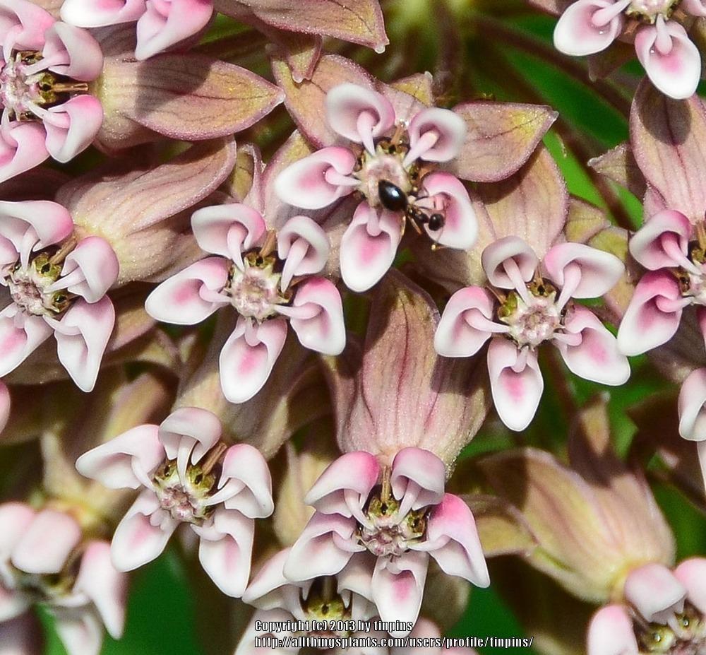 Photo of Common Milkweed (Asclepias syriaca) uploaded by tinpins