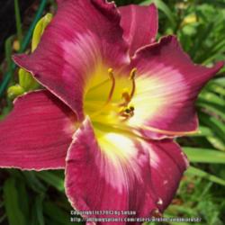 Location: My garden in Southeast Virginia, Zone 8..
Date: 2013-06-24
BLOOM