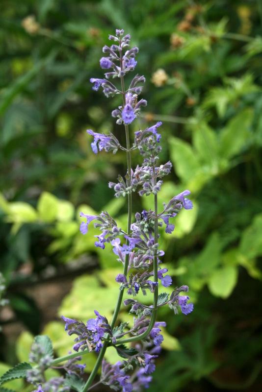 Photo of Catmint (Nepeta x faassenii 'Walker's Low') uploaded by Calif_Sue