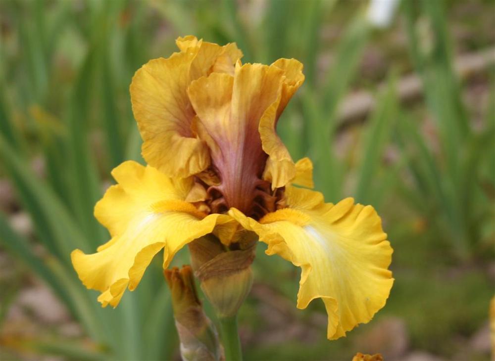 Photo of Tall Bearded Iris (Iris 'Nouveau Riche') uploaded by KentPfeiffer