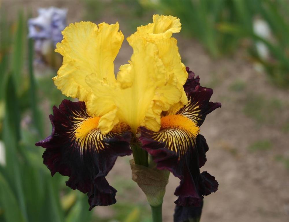 Photo of Tall Bearded Iris (Iris 'Pirate Ahoy') uploaded by KentPfeiffer