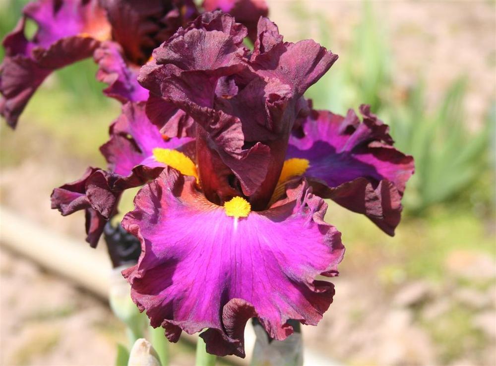 Photo of Tall Bearded Iris (Iris 'Marching Orders') uploaded by KentPfeiffer