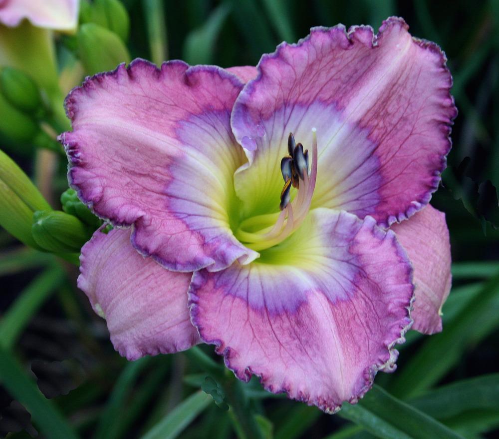 Photo of Daylily (Hemerocallis 'Palace Garden Beauty') uploaded by floota