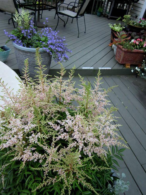 Photo of False Goat's Beard (Astilbe Younique Silvery Pink™) uploaded by ge1836
