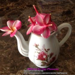 Location: Tampa, Florida
Date: Last week June 2014
One of many ways I enjoy plumeria blooms indoor without cutting t