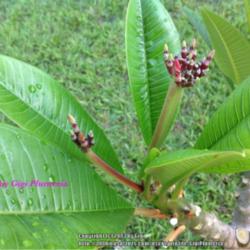 Location: Tampa, Florida
Date: Last week of June 2013
First double inflo of Divine plumeria.