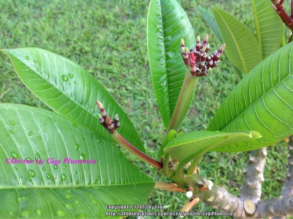 Photo of Plumeria (Plumeria rubra 'Divine') uploaded by GigiPlumeria