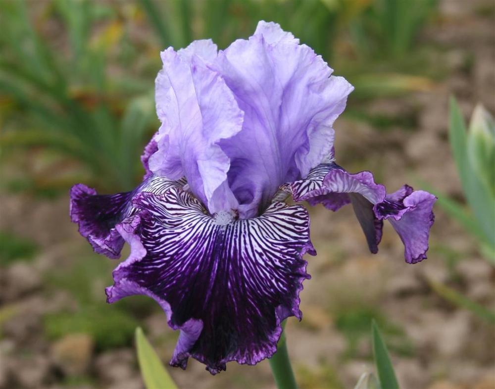 Photo of Tall Bearded Iris (Iris 'Secret Weekend') uploaded by KentPfeiffer