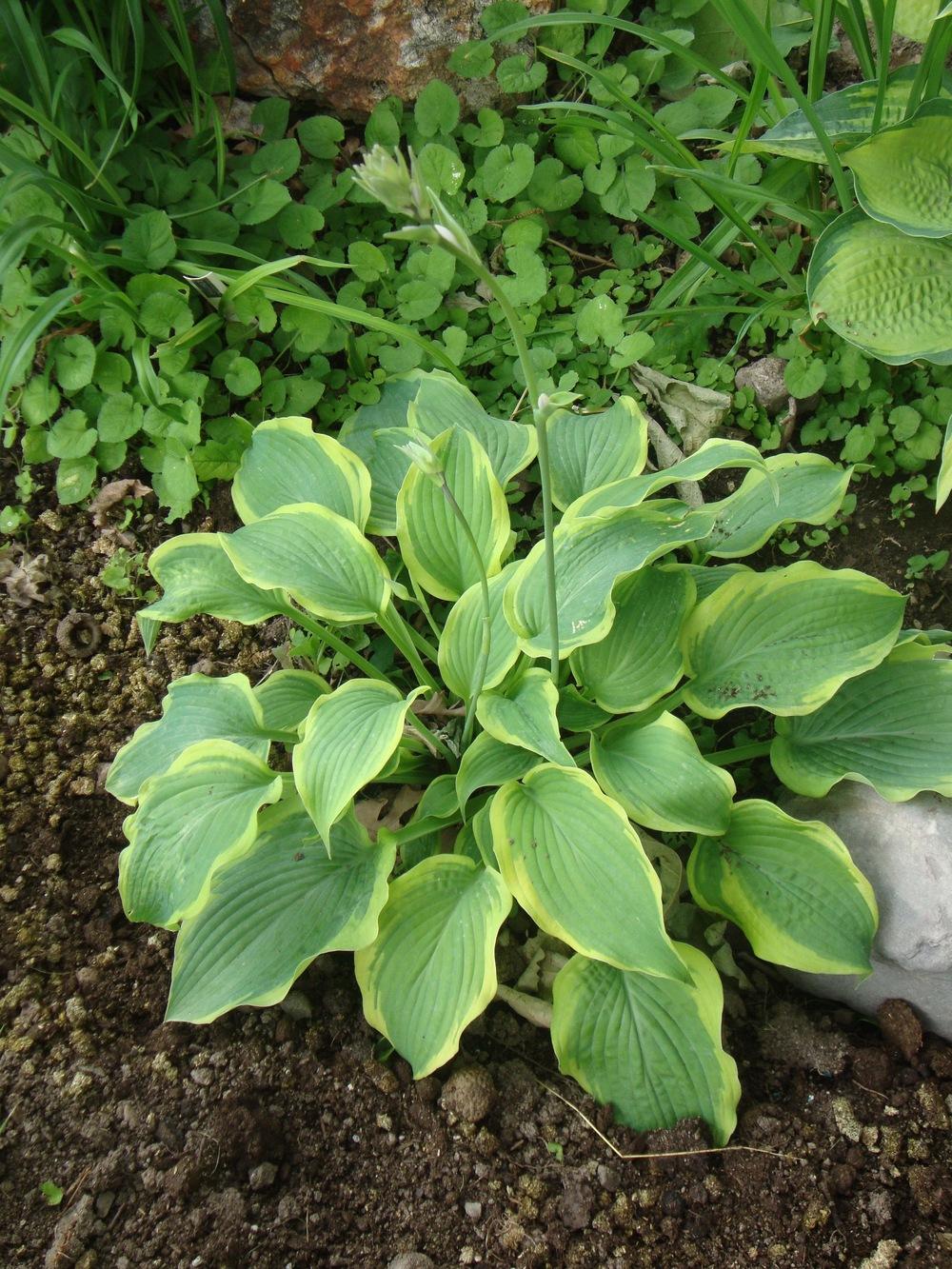 Photo of Hosta 'Satisfaction' uploaded by Paul2032
