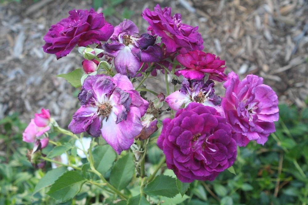 Photo of Rose (Rosa 'Cardinal de Richelieu') uploaded by Skiekitty