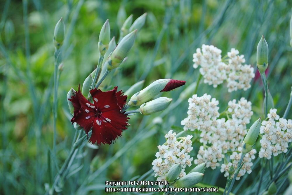 Photo of Carnation (Dianthus caryophyllus 'King of the Blacks') uploaded by chelle