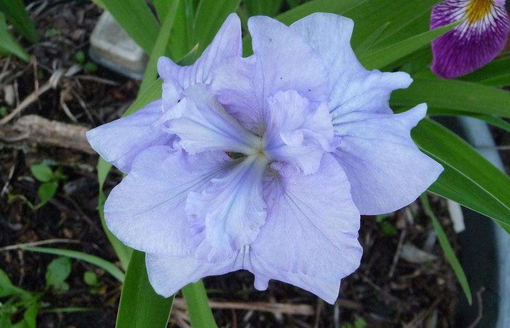 Photo of Siberian Iris (Iris 'Jiggles') uploaded by gardengus