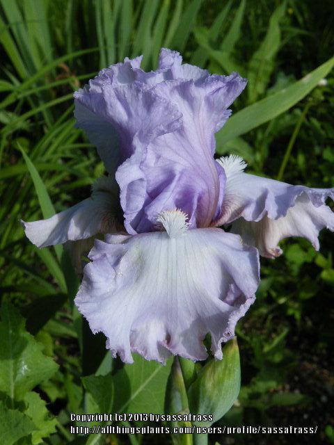 Photo of Tall Bearded Iris (Iris 'Dearie') uploaded by sassafrass
