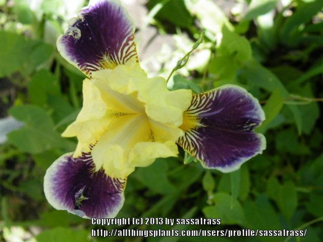 Photo of Miniature Tall Bearded Iris (Iris 'Maslon') uploaded by sassafrass