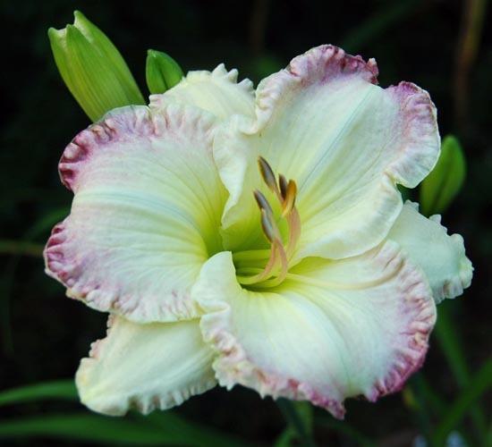 Photo of Daylily (Hemerocallis 'Tipped in Rouge') uploaded by shive1
