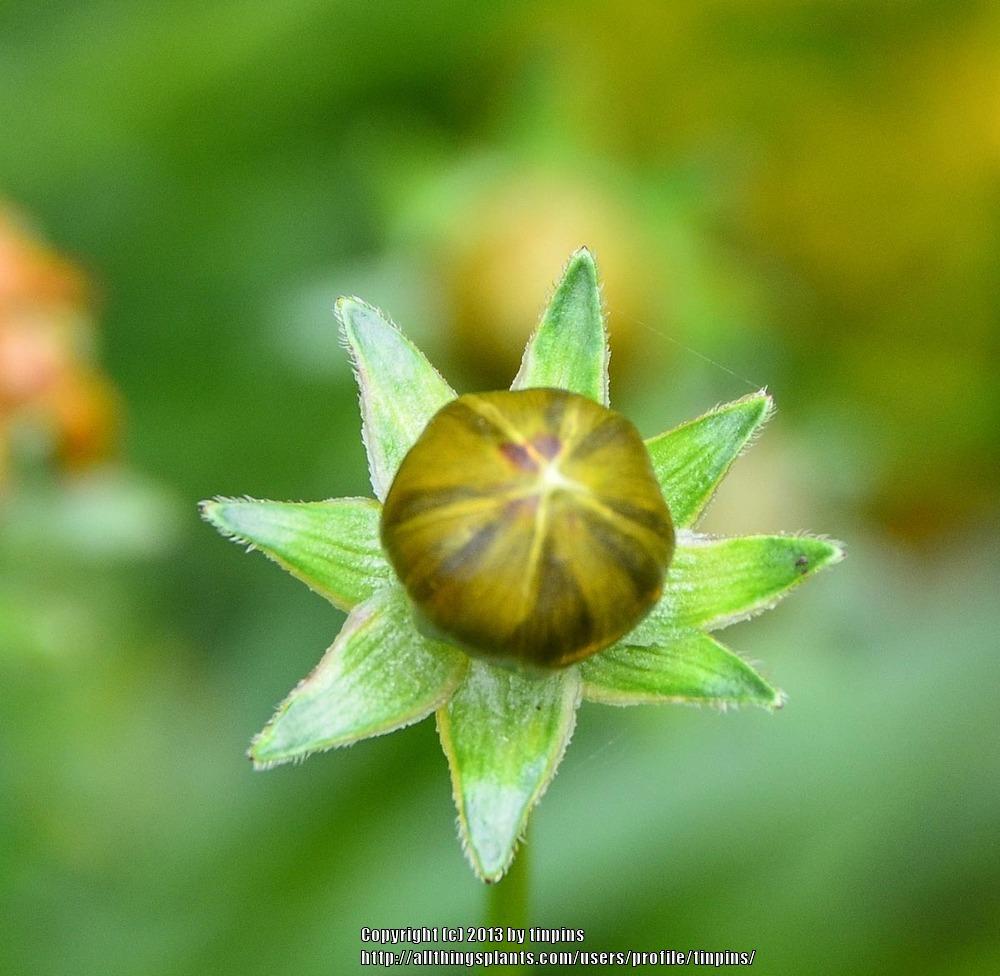 Photo of Largeflower Tickseed (Coreopsis grandiflora) uploaded by tinpins