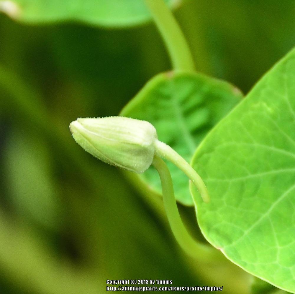 Photo of Garden Nasturtiums (Tropaeolum majus) uploaded by tinpins