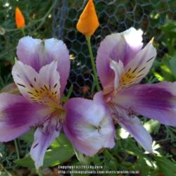 Location: In my Northern California garden
Date: 2013-06-12