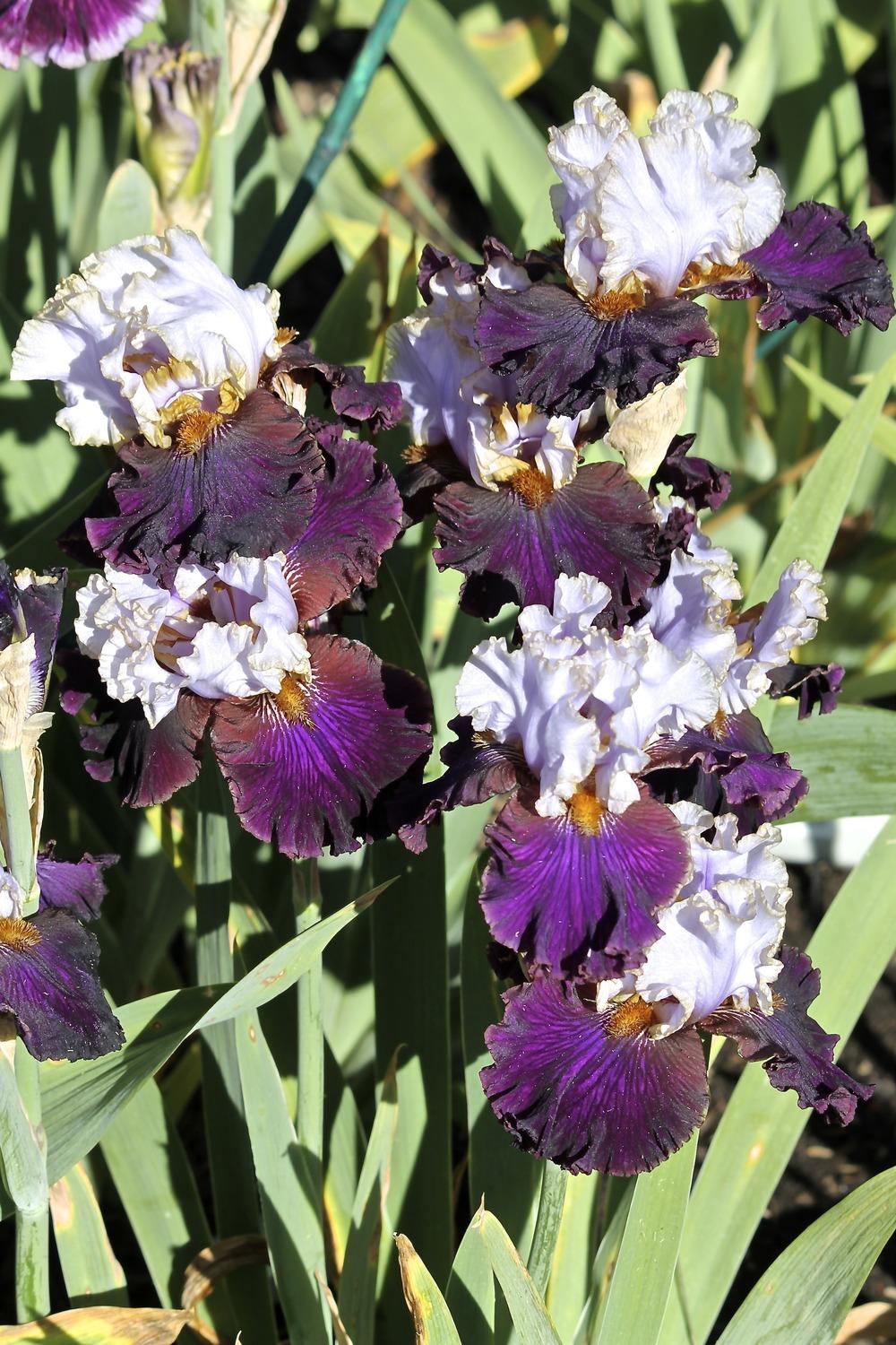Photo of Tall Bearded Iris (Iris 'Edge of the World') uploaded by ARUBA1334