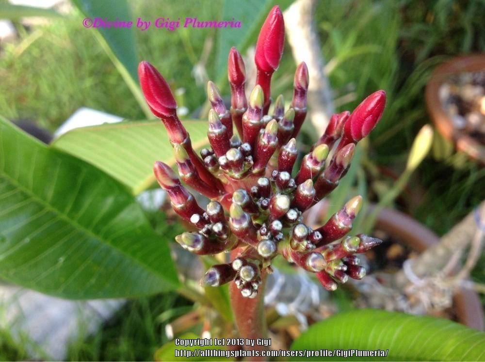 Photo of Plumeria (Plumeria rubra 'Divine') uploaded by GigiPlumeria