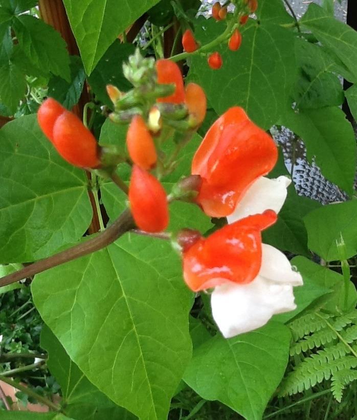 Photo of Runner Bean (Phaseolus coccineus 'Painted Lady') uploaded by Jewell