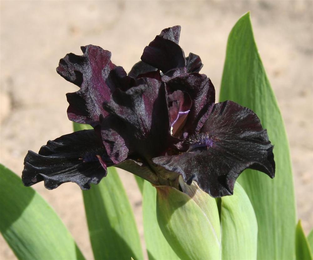 Photo of Standard Dwarf Bearded Iris (Iris 'Anubis') uploaded by KentPfeiffer