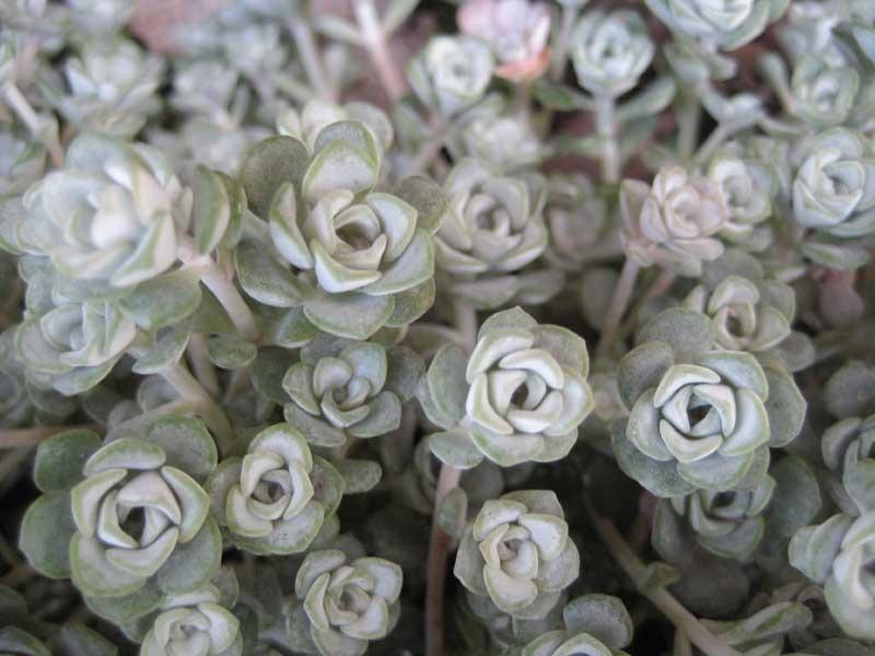 Photo of Stonecrop (Sedum spathulifolium subsp. pruinosum 'Cape Blanco') uploaded by Natalie