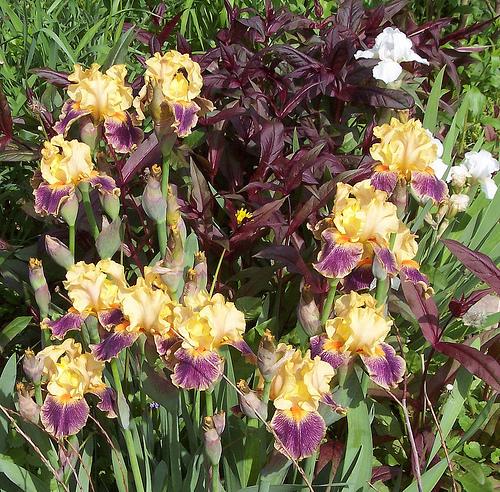 Photo of Intermediate Bearded Iris (Iris 'Delirium') uploaded by caitlinsgarden