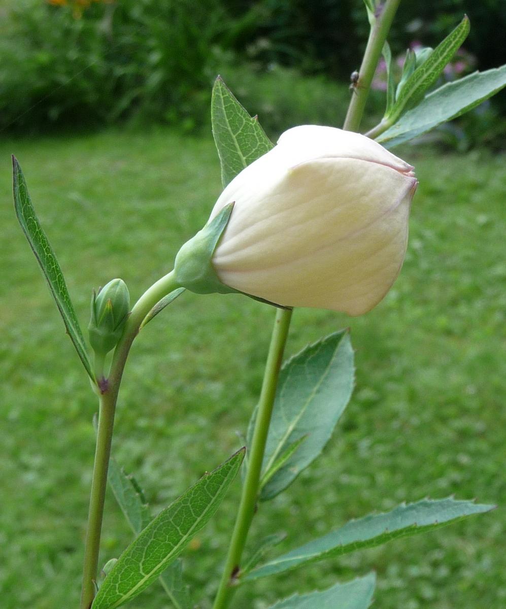 Photo of Balloon Flower (Platycodon grandiflorus 'Astra Pink') uploaded by gardengus