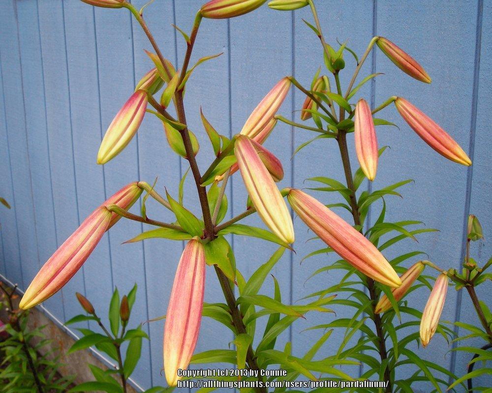 Photo of Lily (Lilium 'Pink Flares') uploaded by pardalinum