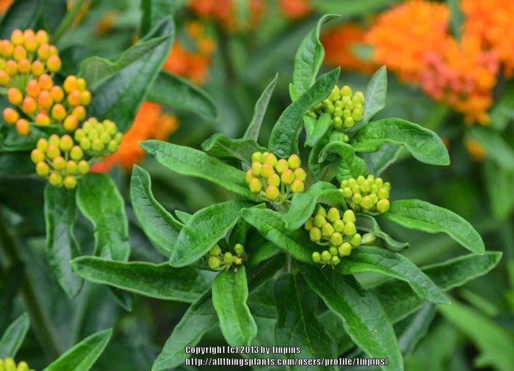 Photo of Butterfly Milkweed (Asclepias tuberosa) uploaded by tinpins
