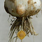 Note the 'Bulbils' which are seed-like growths often found at the