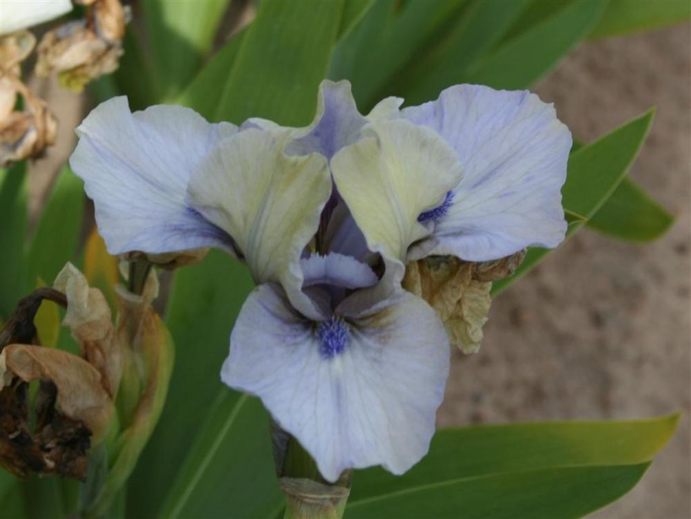 Photo of Standard Dwarf Bearded Iris (Iris 'Dime') uploaded by KentPfeiffer