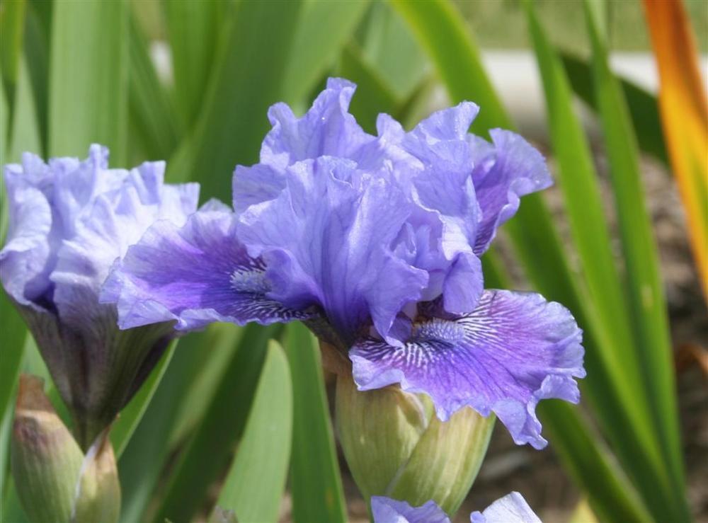 Photo of Species X Iris (Iris 'Date with Destiny') uploaded by KentPfeiffer