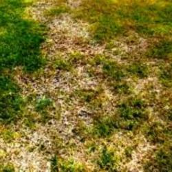 How To Turn Brown Grass into Green Grass