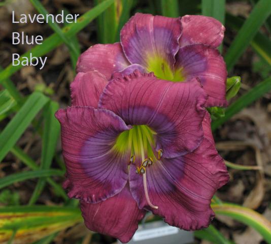 Photo of Daylily (Hemerocallis 'Lavender Blue Baby') uploaded by blue23rose