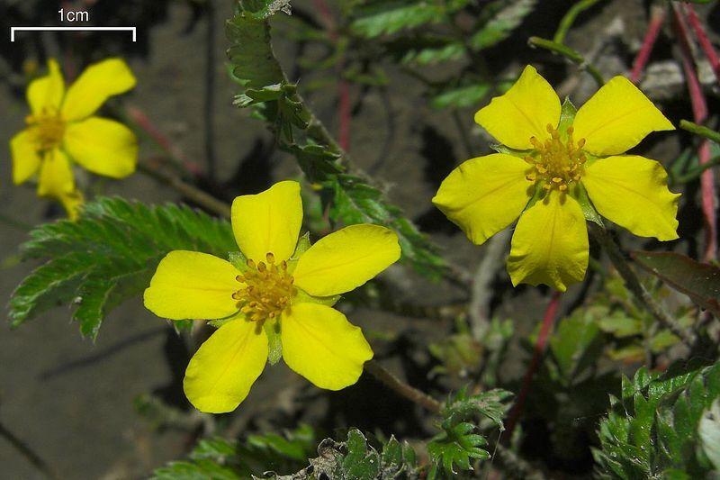 Photo of Silverweed Cinquefoil (Argentina anserina) uploaded by robertduval14