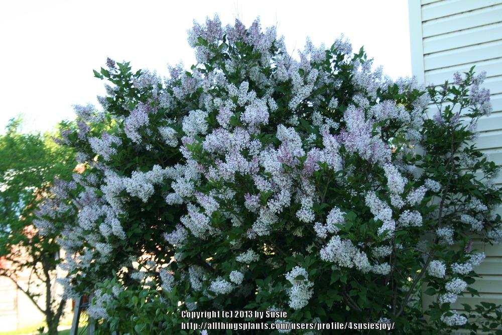 Photo of Manchurian Lilac (Syringa pubescens subsp. patula 'Miss Kim') uploaded by 4susiesjoy
